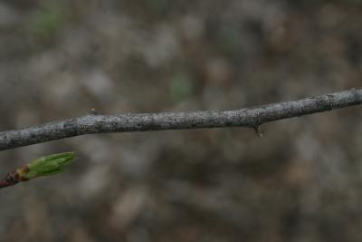 Carpinus caroliniana subsp. virginiana (American Hornbeam), bark, twig