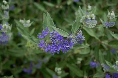 Caryopteris ×clandonensis 'Longwood Blue' (Longwood Blue Bluebeard), bud, flower