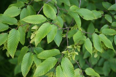 Carpinus caroliniana subsp. virginiana (American Hornbeam), leaf, summer