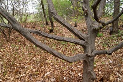 Carpinus caroliniana subsp. virginiana (American Hornbeam), bark, branch