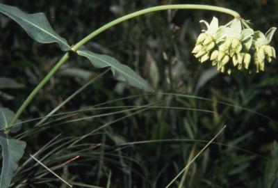 Asclepias meadii Torr. ex Gray (Mead's milkweed), flower head