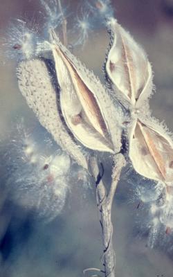 Asclepias syriaca (common milkweed), close-up of split follicles with dispersing seeds