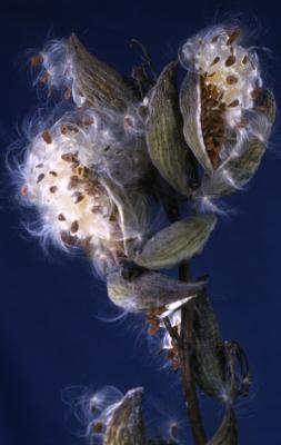 Asclepias syriaca (common milkweed), close-up of split follicles with seeds