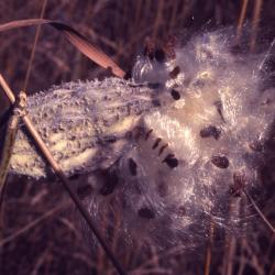 Asclepias syriaca (common milkweed), close-up of dispersing seed