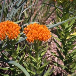Asclepias tuberosa L. (butterfly weed), close-up of habit