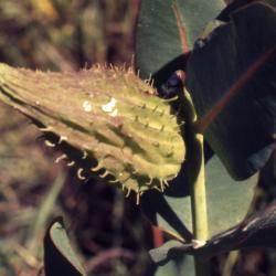 Asclepias syriaca (common milkweed), close-up of follicle