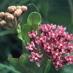 Asclepias purpurascens L. (purple milkweed), close-up of flowers and buds