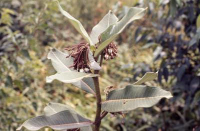 Asclepias syriaca (common milkweed), leaves and flowers on stem