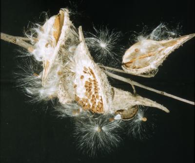 Asclepias syriaca (common milkweed), close-up of split follicles with seeds