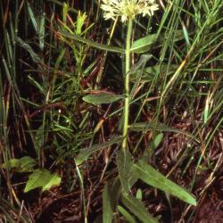 Asclepias lanuginosa Nutt. (wooly milkweed), habit