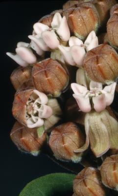 Asclepias syriaca (common milkweed), close-up of flowers, open and in bud