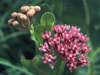 Asclepias purpurascens L. (purple milkweed), close-up of flowers and buds
