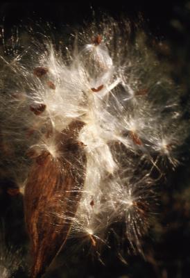 Asclepias syriaca (common milkweed), close-up of split follicle with seeds dispersing