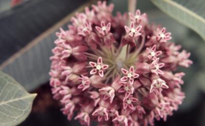 Asclepias syriaca (common milkweed), close-up of flowers