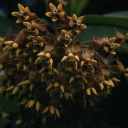Asclepias syriaca (common milkweed), umbel with flowers