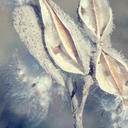 Asclepias syriaca (common milkweed), close-up of split follicles with dispersing seeds