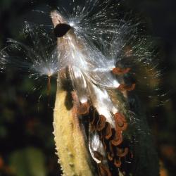 Asclepias syriaca (common milkweed), close-up of split follicle with seeds and attached hairs