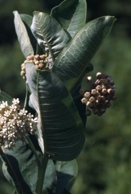 Asclepias syriaca (common milkweed), close-up of umbels of flowers and undersides of leaves