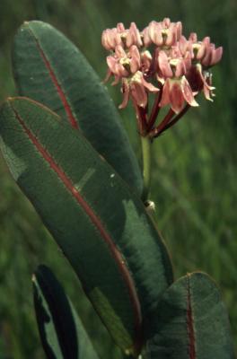 Asclepias sullivantii Engelm. ex Gray (Sullivant's milkweed), flowers and leaves