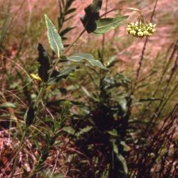 Asclepias meadii Torr. ex Gray (Mead's milkweed), habit