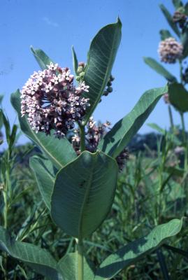 Asclepias syriaca (common milkweed), umbels with flowers