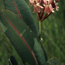 Asclepias sullivantii Engelm. ex Gray (Sullivant's milkweed), flowers and leaves