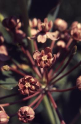 Asclepias sullivantii Engelm. ex Gray (Sullivant's milkweed), close-up of flowers