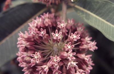 Asclepias syriaca (common milkweed), close-up of flowers