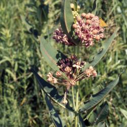 Asclepias sullivantii Engelm. ex Gray (Sullivant's milkweed), habit