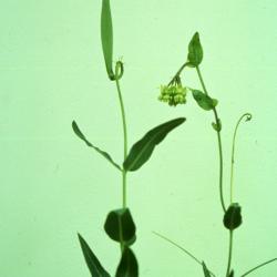 Asclepias meadii Torr. ex Gray (Mead's milkweed), flowers and leaves on stems