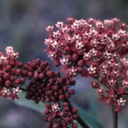 Asclepias syriaca (common milkweed), close-up of umbels with flowers and buds