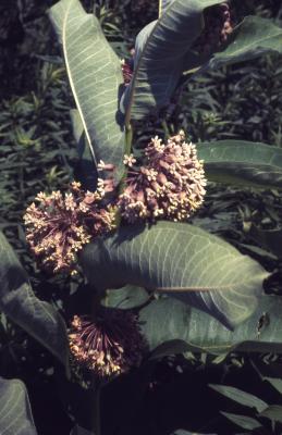 Asclepias syriaca (common milkweed), leaves and flowers
