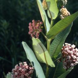 Asclepias syriaca (common milkweed), flowers, buds, leaves