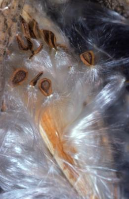 Asclepias syriaca (common milkweed), close-up of seeds with hairs