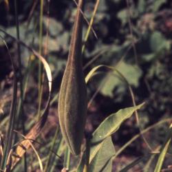 Asclepias purpurascens L. (purple milkweed), seedpod