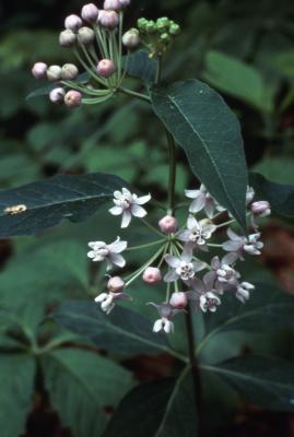 Asclepias quadrifolia Jacq. (fourleaf milkweed), close-up of flowers and buds