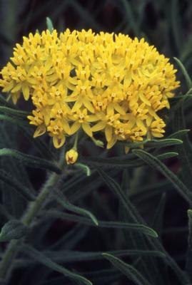 Asclepias tuberosa L. (butterfly weed), close-up of flowers 