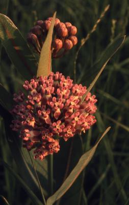 Asclepias sullivantii Engelm. ex Gray (Sullivant's milkweed), umbels with flowers and buds