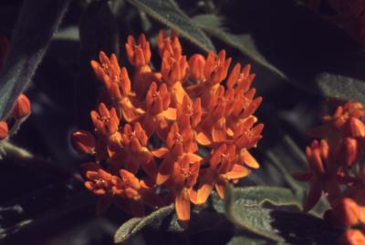 Asclepias tuberosa L. (butterfly weed), close-up of flowers