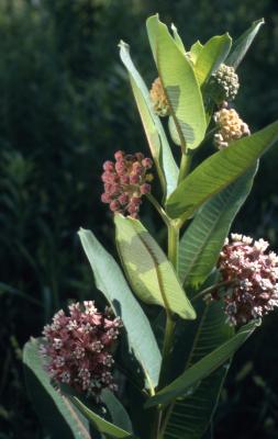 Asclepias syriaca (common milkweed), flowers, buds, leaves