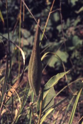 Asclepias purpurascens L. (purple milkweed), seedpod