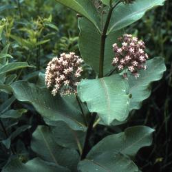 Asclepias syriaca (common milkweed), close-up of habit