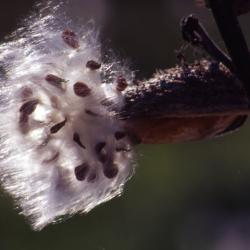 Asclepias syriaca (common milkweed), close-up of seeds with hairs dispersing from follicle