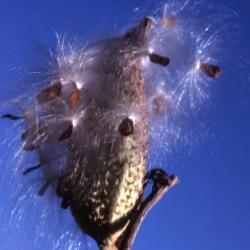 Asclepias syriaca (common milkweed), close-up of seeds with hairs dispersing from split follicle