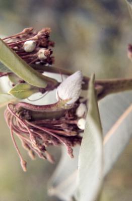 Asclepias syriaca (common milkweed), close-up of wilted flowers with young follicle and leaves