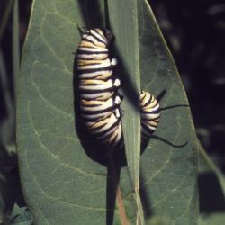 Asclepias syriaca (common milkweed), close-up of monarch larva (caterpillar) on leaf