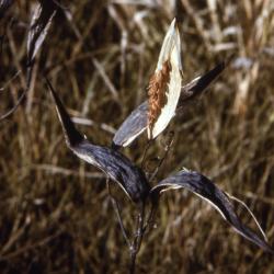 Asclepias tuberosa L. (butterfly weed), split seed pods with seeds