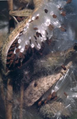 Asclepias syriaca (common milkweed), close-up of split follicle with dispersing seed