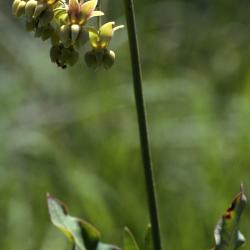 Asclepias meadii Torr. ex Gray (Mead's milkweed), flower head