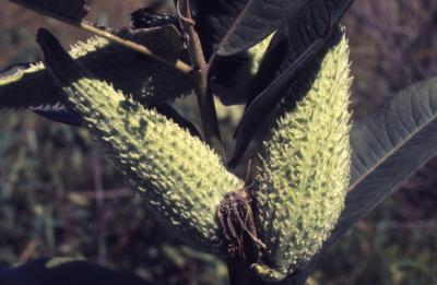 Asclepias syriaca (common milkweed), close-up of follicles